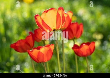 Blühende rote Tulpen (Tulipa sp.) In einem Garten. Deutschland Stockfoto