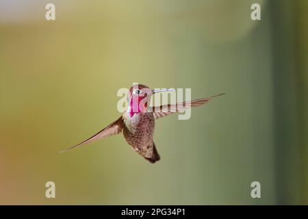 Ein männlicher Annas Kolibri (Calypte anna) schwebt mitten in der Luft, Arizona. Stockfoto