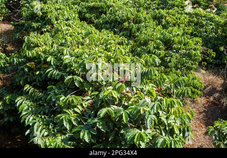 Kaffeebäume voller reifer Kaffeekirschen im ME Linh Coffee Garden in der Nähe von Dalat im zentralen Hochland Vietnams. Stockfoto