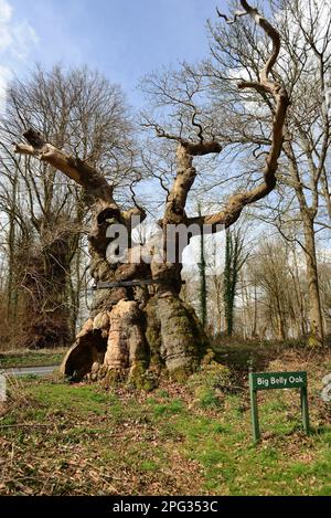 Big Belly Oak, neben der A346. Straße in der Nähe von Marlborough, Wiltshire. Stockfoto