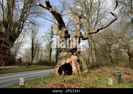 Big Belly Oak, neben der A346. Straße in der Nähe von Marlborough, Wiltshire. Stockfoto