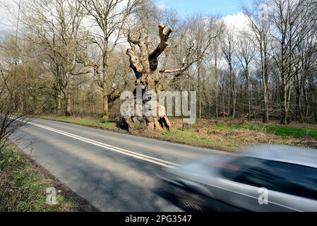 Ein Auto, das an der Big Belly Oak vorbeifährt, neben der A346. Straße in der Nähe von Marlborough, Wiltshire. Stockfoto