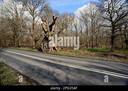 Big Belly Oak, neben der A346. Straße in der Nähe von Marlborough, Wiltshire. Stockfoto