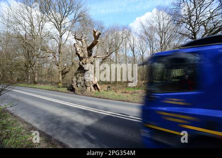 Ein Lastwagen, der an der Big Belly Oak vorbeifährt, neben der A346. Straße in der Nähe von Marlborough, Wiltshire. Stockfoto