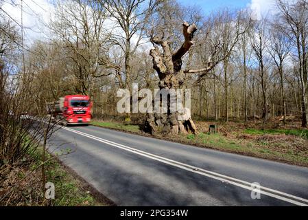 Ein Lastwagen, der an der Big Belly Oak vorbeifährt, neben der A346. Straße in der Nähe von Marlborough, Wiltshire. Stockfoto