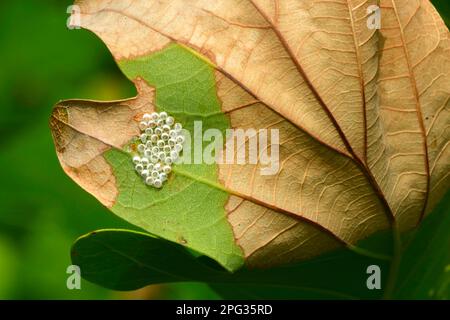 Puffspitzenmoth (Phalera bucephala. Auf der Unterseite eines Eichenblattes steckt der Schmetterling seine Eier. Das Foto zeigt die leeren Eizellen, nachdem die Raupen geschlüpft sind. Deutschland Stockfoto