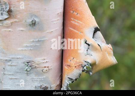 Europäische Weiße Birke, Silberbirke (Betula pendula). Nahaufnahme der schälenden Rinde. Schweden Stockfoto