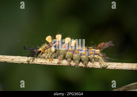 Vapourer Moth, Gemeiner Vapourer, Russy Tussock Moth (Orgyia Antiqua), Raupe auf einem Zweig. Deutschland. Stockfoto