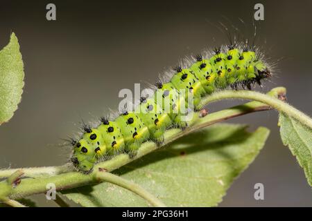 Kleine Kaisermotte (Saturnia pavonia, Eudia pavonia). Caterpillar auf einem Zweig. Deutschland Stockfoto