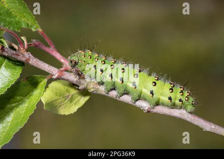 Kleine Kaisermotte (Saturnia pavonia, Eudia pavonia). Caterpillar auf einem Zweig. Deutschland Stockfoto