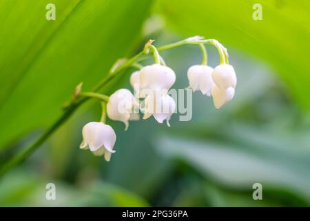 lily des Tals, Talllilie. - Die Tal-Lilie. Convallaria majalis. Frühlingshintergrund. Blumenhintergrund. Selektiver Fokus. Stockfoto