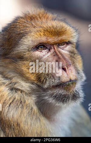 Barbary Macaque (Macaca sylvanus), Porträt eines Erwachsenen. Deutschland Stockfoto