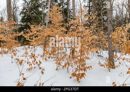 American Beech, Fagus grandifolia, im Winter, Hiawatha National Forest, Upper Peninsula, Michigan, USA Stockfoto