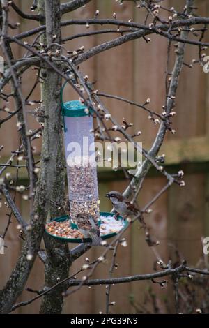 Ein Paar Spatzen (Passer domesticus), die im Frühjahr einen Saatguthalter fressen, wobei die Knospen auf dem Birnenbaum (Pyrus communis) erscheinen Stockfoto