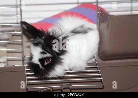 Lionhead Rabbit Escape Wire Cage Indoor Hook Norton Oxfordshire England uk Stockfoto