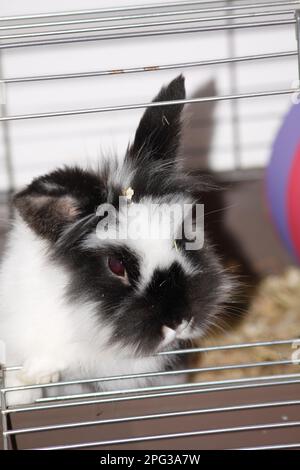 Lionhead Rabbit gelegt in Drahtkäfig Innenhaken Norton Oxfordshire England großbritannien Stockfoto