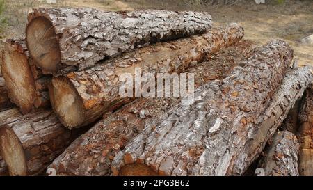 Holzstapel im Wald, bereit zum Transport Stockfoto