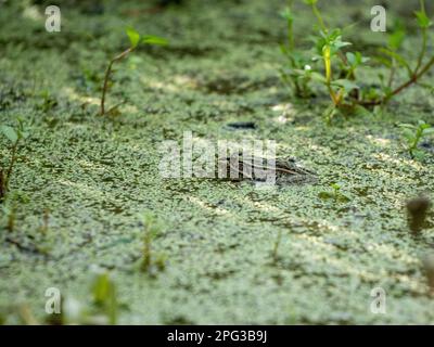 Ein getarnter Frosch, der sich in einem überfluteten Reis in Nagano, Japan, versteckt. Stockfoto