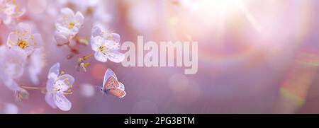 Panoramagestaltung blühender Kirschäste im Frühlingsgarten-Hintergrund mit Kopierraum: Frühlingszeitkonzept mit Kopierraum Stockfoto