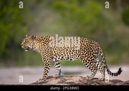 Malerischer Blick auf einen Leoparden (Panthera pardus) auf einem Granitfelsen vor dem Hintergrund eines üppigen grünen Busches Stockfoto