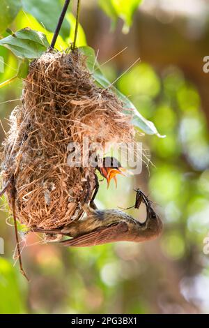 Weiblicher Amethyst (schwarzer) Sonnenvogel in seinem Nest, der seinen beiden Küken ein langbeiniges Insekt füttert Stockfoto