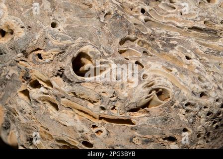 Liefern Sie Wurmlöcher (Teredo Navalis) in versteinertem Holz. auch bekannt als Naval Missmanagement, Atlantic Missmanagement, große Bohrmuschel Stockfoto