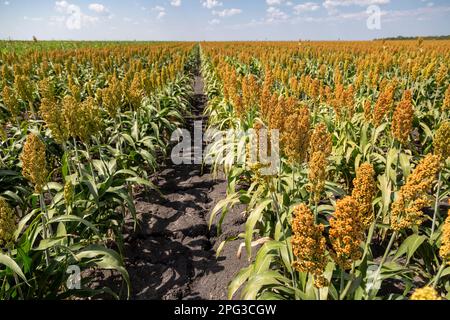 Großes Feld mit Sorghum, das unter Trockenlandwirtschaft in der Region Pandamatenga im Norden Botswanas angebaut wird Stockfoto