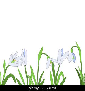 Schneeglöckchen Blüten im Frühling. Vektorhintergrund Stock Vektor
