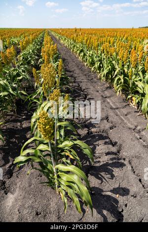 Großes Feld mit Sorghum, das in der Region Pandamatenga im Norden Botswanas auf schrumpfenden Lehmböden angebaut wird Stockfoto