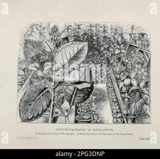 Chinchona Plant at Ootacamund aus dem Buch Travels in Peru and India while Superintendent the Collection of Chinchona plants and Seeds in South America, and their introduction into India by Sir Clements Robert Markham, 1830-1916 Publication date 1862 Publisher London : J. Murray Cinchona wurde historisch wegen seines medizinischen Wertes begehrt, da die Rinde mehrerer Arten Chinin und andere Alkaloide liefert. Dies waren die einzigen wirksamen Behandlungen gegen Malaria auf dem Höhepunkt des europäischen Kolonialismus, der ihnen große wirtschaftliche und politische Bedeutung verlieh. Bäume in der Gattung sind es Stockfoto