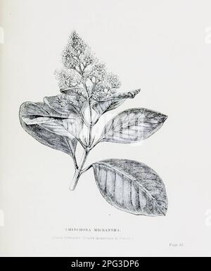 Chinchona (Cinchona) Micrantha aus dem Buch reist in Peru und Indien und beaufsichtigt die Sammlung von Chinchona-Pflanzen und -Samen in Südamerika und ihre Einführung nach Indien durch Sir Clements Robert Markham, 1830-1916 Veröffentlichungsdatum 1862 Herausgeber London: J. Murray Cinchona wurde historisch wegen seines medizinischen Wertes begehrt, da die Rinde mehrerer Arten Chinin und andere Alkaloide liefert. Dies waren die einzigen wirksamen Behandlungen gegen Malaria auf dem Höhepunkt des europäischen Kolonialismus, der ihnen große wirtschaftliche und politische Bedeutung verlieh. Bäume in der Gattung sind es Stockfoto