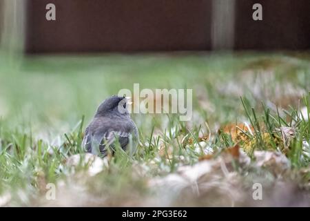 an einem Herbsttag in Taylors Falls, Minnesota, USA, sitzt junco mit dunklen Augen im Gras auf der gegenüberliegenden Seite eines Holzzauns im Hinterhof. Stockfoto