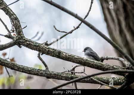 dunkeläugiger junco am Ast eines Baumes im Herbst in Taylors Falls, Minnesota, USA. Stockfoto