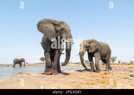 Weitwinkelfoto von drei afrikanischen Elefantenbullen (Loxodonta africana) an einem Wasserloch in der Nähe von Pandamatenga im Chobe-Viertel von Botsuana Stockfoto