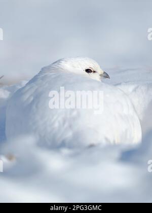 Felsen Ptarmigan, endemische Unterart Svalbard Rock Ptarmigan (Lagopus muta hyperborea), im Winter in der Tundra Svalbard in Van Mijenfjorden Nati Stockfoto