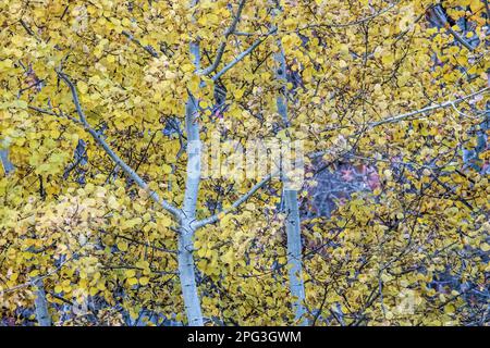 An einem Herbsttag in Taylors Falls, Minnesota, USA, ist der wunderschöne Espenbaum mit seinen goldenen Herbstfarben geschmückt. Stockfoto