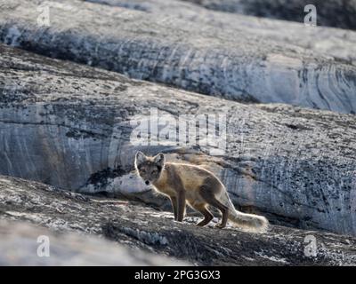 Polarfuchs (Vulpes lagopus), im Sommer an der Küste der Drykalski-Halbinsel im Uummannaq-Fjrodsystem. Amerika, Grönland, Drygalski Pen Stockfoto