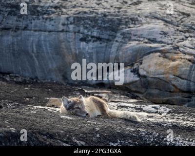 Polarfuchs (Vulpes lagopus), im Sommer an der Küste der Drykalski-Halbinsel im Uummannaq-Fjrodsystem. Amerika, Grönland, Drygalski Pen Stockfoto