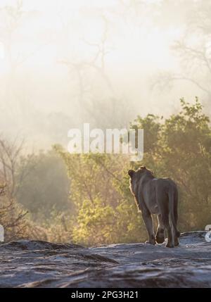 Malerischer Blick auf einen erwachsenen männlichen Löwen (Panthera leo), der an einem nebligen Morgen von einem Felsen in die Ferne geht Stockfoto