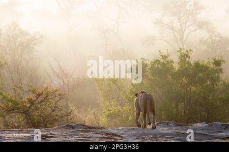 Malerischer Blick auf einen erwachsenen männlichen Löwen (Panthera leo), der an einem nebligen Morgen von einem Felsen in die Ferne geht Stockfoto