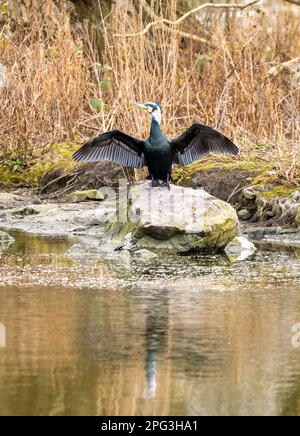 Phalacrocoracidae in Figgate Park, Edinburgh, Schottland, Großbritannien Stockfoto