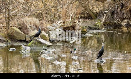 Phalacrocoracidae in Figgate Park, Edinburgh, Schottland, Großbritannien Stockfoto