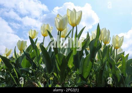 20. März 2023, Srinagar, Jammu und Kaschmir, Indien: Tulpen sind im Indira Gandhi Memorial Tulip Garden in Srinagar zu sehen. Der größte Tulpengarten Asiens liegt zwischen dem Dal-See und den Hügeln von Zabarwan. Es enthält eine riesige Sammlung von über 1,5 Millionen Tulpen in verschiedenen Farben und Schattierungen, die Touristen in den Garten locken. (Kreditbild: © Adil Abbas/ZUMA Press Wire) NUR REDAKTIONELLE VERWENDUNG! Nicht für den kommerziellen GEBRAUCH! Stockfoto