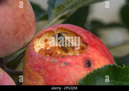 Dessert Apple „Saturn“ (Malus domestica), das von einem Wasp im Obstgarten im RHS Garden Harlow Carr, Harrogate, Yorkshire gegessen wird. England, Großbritannien. Stockfoto