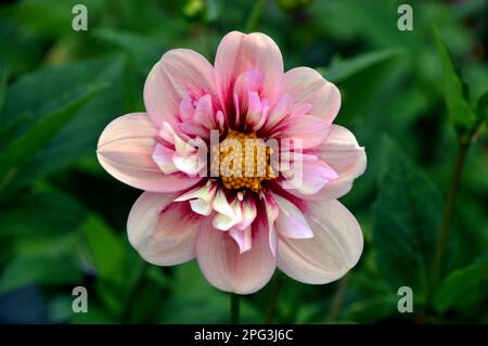 Single Pink & Cream Dahlia „Rhubarb and Custard“ (Sweet Candy Series) Blume, angebaut in RHS Garden Harlow Carr, Harrogate, Yorkshire. England, Großbritannien. Stockfoto