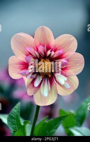 Single Pink & Cream Dahlia „Rhubarb and Custard“ (Sweet Candy Series) Blume, angebaut in RHS Garden Harlow Carr, Harrogate, Yorkshire. England, Großbritannien. Stockfoto