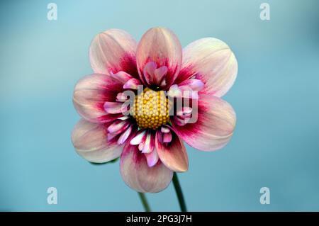 Single Pink & Cream Dahlia „Rhubarb and Custard“ (Sweet Candy Series) Blume, angebaut in RHS Garden Harlow Carr, Harrogate, Yorkshire. England, Großbritannien. Stockfoto