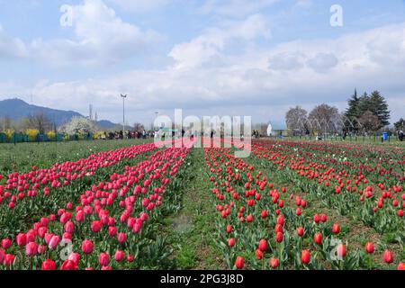 20. März 2023, Srinagar, Jammu und Kaschmir, Indien: Ein Blick auf den Indira Gandhi Memorial Tulip Garden in Srinagar, Asiens größtem Tulpengarten, zwischen dem Dal-See und den Hügeln von Zabarwan, mit bunten Tulpen in voller Blüte. (Kreditbild: © Adil Abbas/ZUMA Press Wire) NUR REDAKTIONELLE VERWENDUNG! Nicht für den kommerziellen GEBRAUCH! Stockfoto