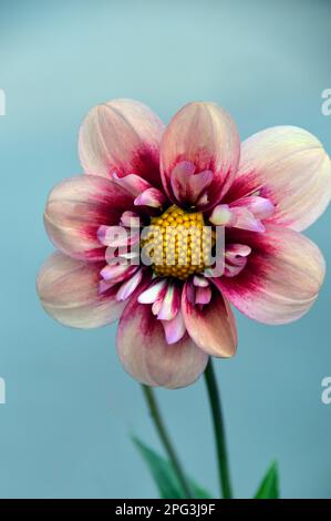 Single Pink & Cream Dahlia „Rhubarb and Custard“ (Sweet Candy Series) Blume, angebaut in RHS Garden Harlow Carr, Harrogate, Yorkshire. England, Großbritannien. Stockfoto