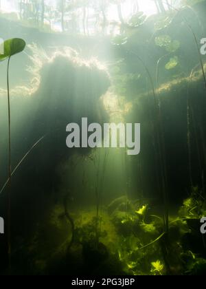 Unterwasserblick auf Torfküste am Moorsee Stockfoto